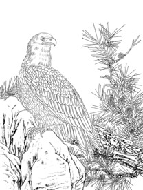 白描画花鸟专辑