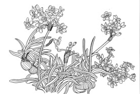 迎春花