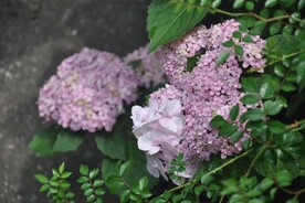 绣球