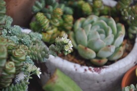 多肉植物