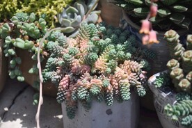多肉植物