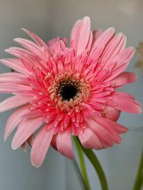 非洲菊