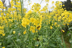油菜花田