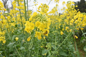 油菜花蜜蜂黄