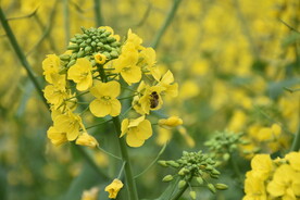 油菜花蜜蜂 春天 