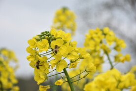 风筝节油菜花蜜蜂