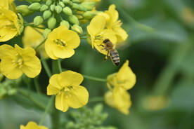 农村油菜花高清蜜蜂