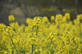 油菜花林