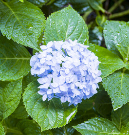 雨中的花儿 