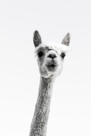 羊陀