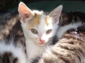 猫