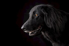 狗