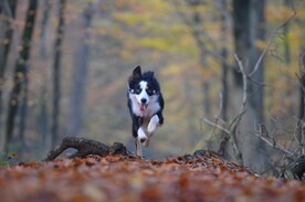 狗