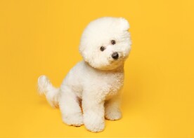 狗