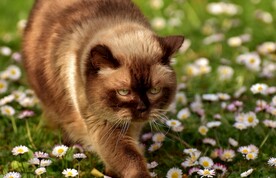 猫