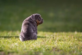 狗