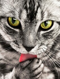 猫
