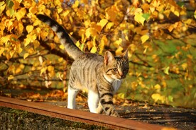 猫