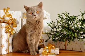 猫