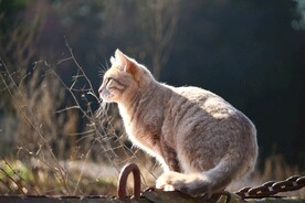 猫