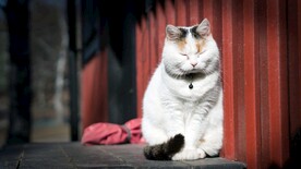猫