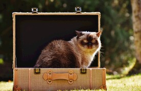猫