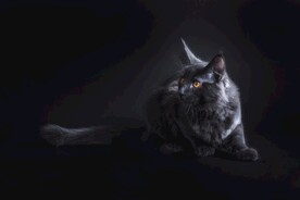 猫