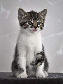 猫