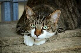 猫