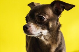 狗