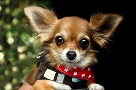 狗