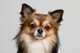 狗