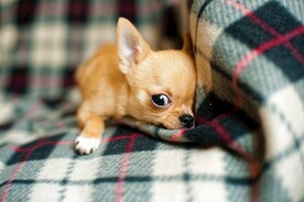 狗