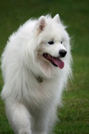 狗