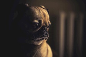 狗