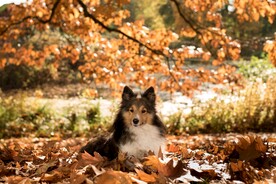 狗