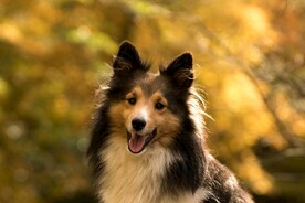 狗