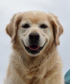狗