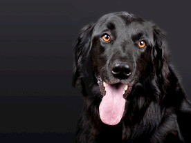 狗
