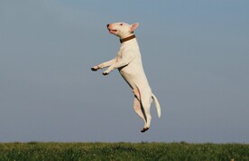 狗
