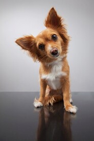 狗