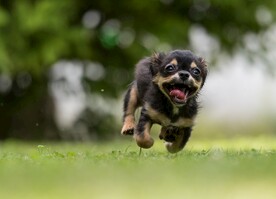 狗