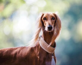狗