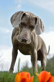 狗