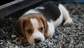 狗