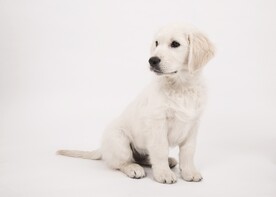 狗