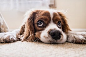 狗