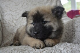 狗