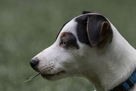 狗