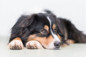狗